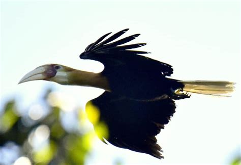 Blyths Hornbill Flying Focusing On Wildlife
