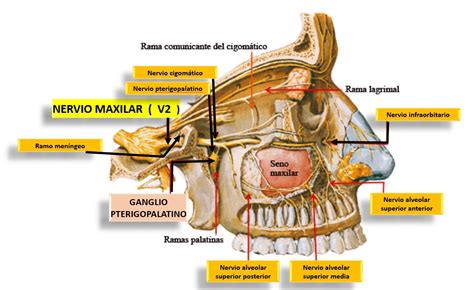 Conociendo al Nervio Patético o Nervio Troclear y sus funciones