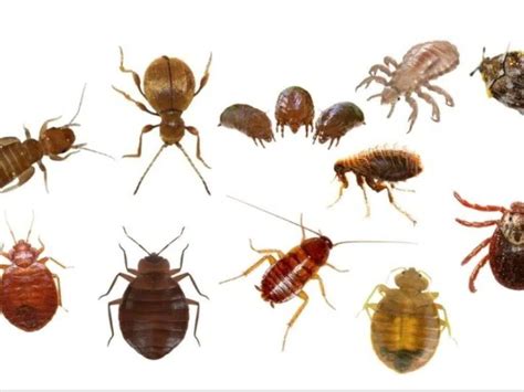 Top Insects That Are Mistaken For Bed Bugs My Xxx Hot Girl