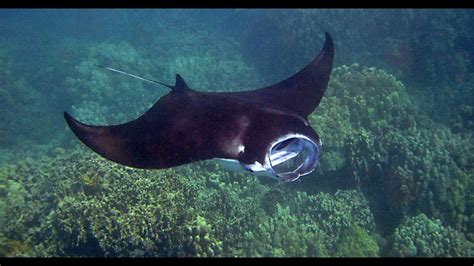 Snorkeling With Manta Rays In Maldives Ukulhas Manta Ray Safari