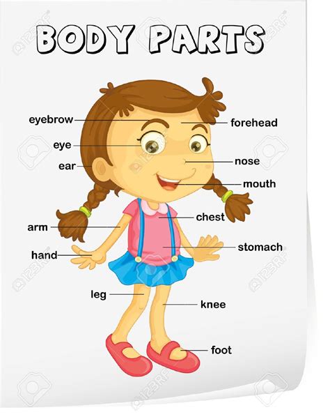 On this worksheet, students label the major parts of a computer, including the modem/router, monitor, mouse, keyboard, cpu, and printer. Part of the body clipart 20 free Cliparts | Download ...