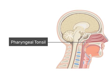 Pharyngeal Tonsil Histology Labeled