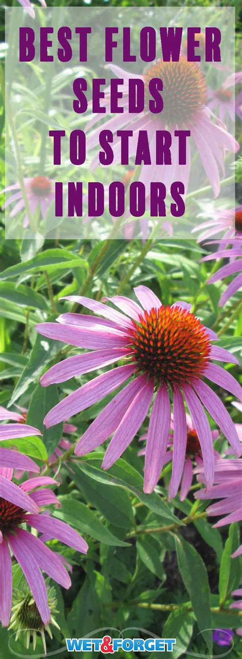 Covers indoor seeding, outdoor transplanting and outdoor seeding. Ask Wet & Forget Start Flower Seeds Indoors and Get a Head ...
