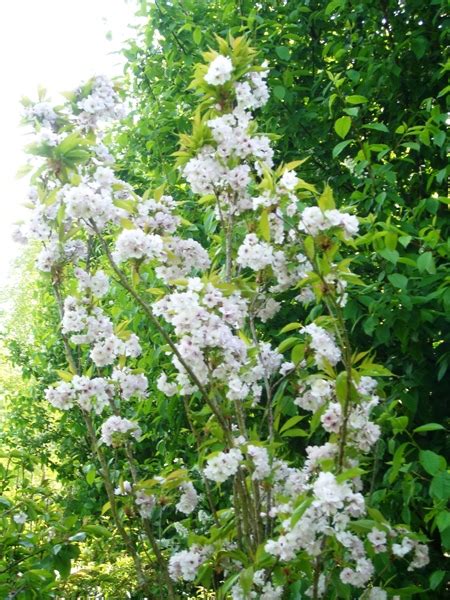 Experience lifelike flowering cherry tree at alibaba.com, ideal for decorating indoors and outdoors. Blushing Bride Flowering Cherry Trees for Sale Online ...