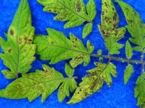 Tomato Spotted Wilt Virus Tswv On Tomatoes Vegetable Pathology