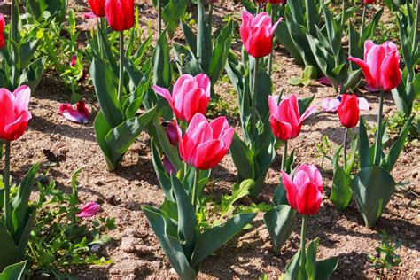 Fotos Gratis Paisaje Naturaleza Flor Tulipán Primavera Rosado