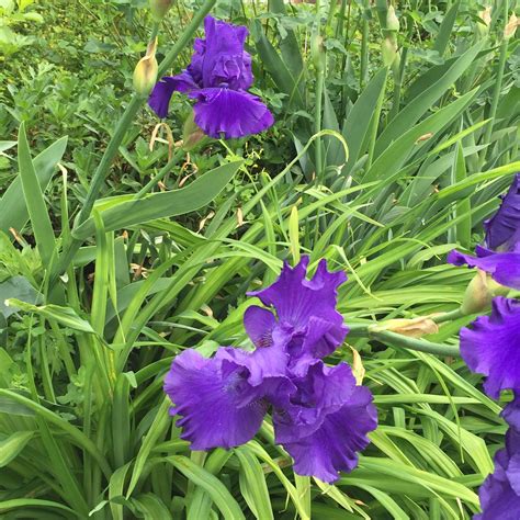 We did not find results for: Irises in late May (With images) | Private garden, Plants ...