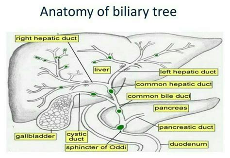 Anatomy Of Biliary Tree Anatomy Medico Mbbs Bile Duct Cancer