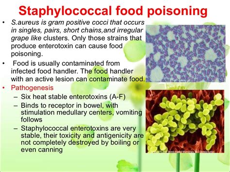 Bacterial Food Poisoning