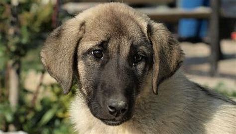 How to Teach Your Dog English | Synonym