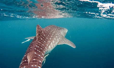 Ningaloo Reef Diving Best Diving Centers Liveaboards And Dive Sites