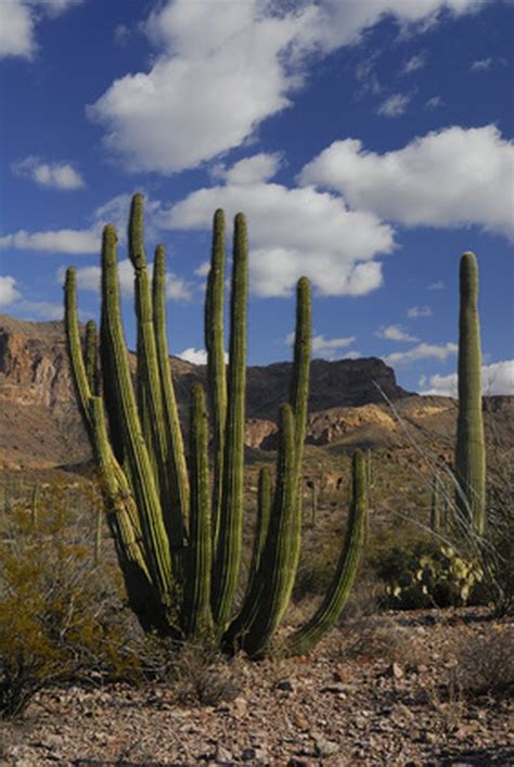 A mutation that results when the growing point of a plant forms a long line, rather than a single type of cell division where the chromosome set duplicates prior to division. What Are the Different Types of Cacti Living in Mexico ...