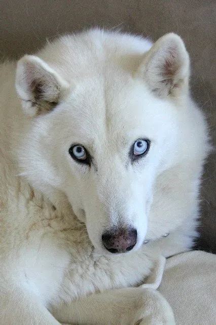 Top 10 All White German Shepherd Husky Mix You Need To Know