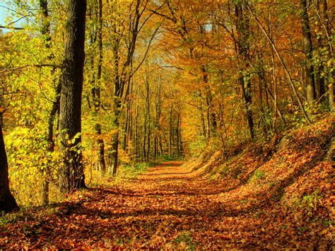 Lovely Fall Scenery Backgrounds Free Download