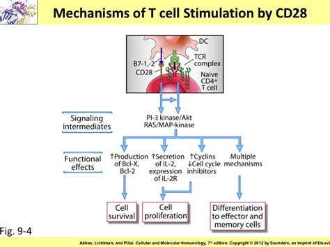 Immunology Chapter 9 Activation Of T Lymphocytes