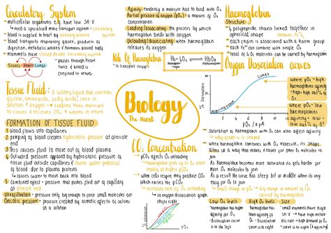 Notes On Haemoglobin And The Circulatory System Notes Biology Alevel