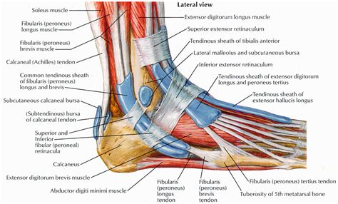 Foot Anatomy Bones Muscles Tendons And Ligaments