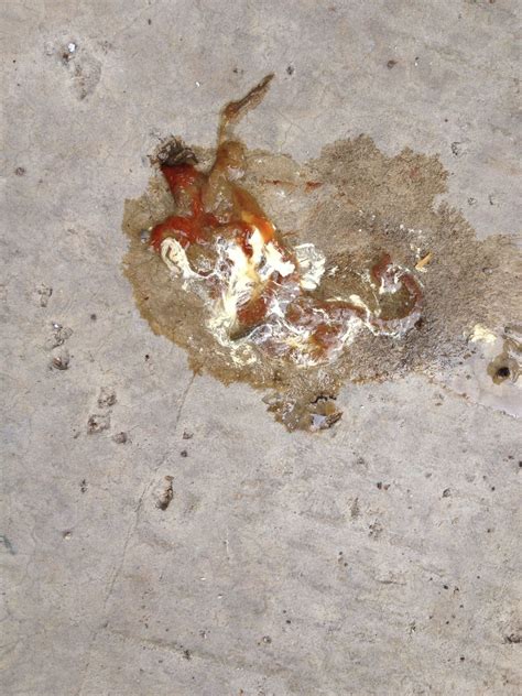 Check spelling or type a new query. Dog sick after eating chicken poop, best dog trainers in ...