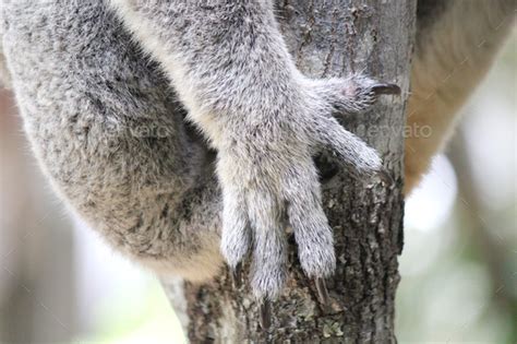 Australian Koala Paw And Claws Stock Photo By Iheartcreative Photodune