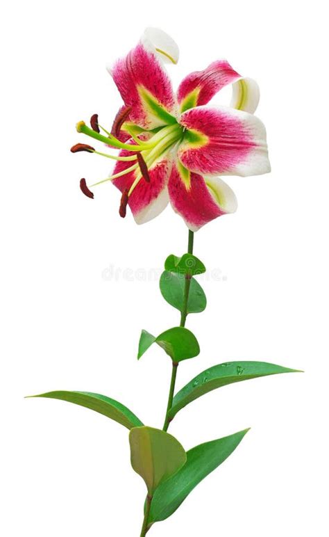 Beautiful Pink Lily Flower Stock Image Image Of Bouquet 236098037