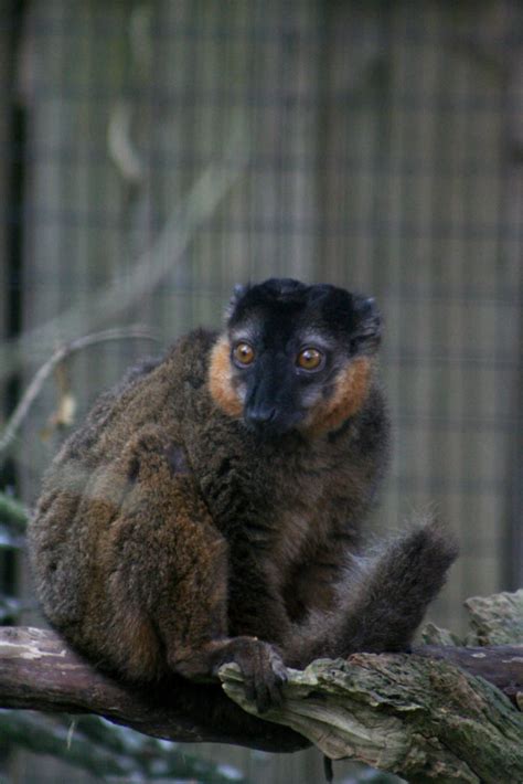 Collared Brown Lemur Binder Park Zoo