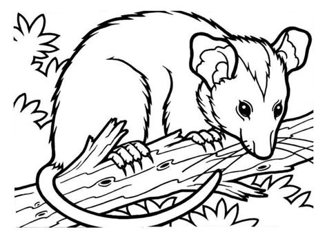 Nocturnal animals colouring www universoorganico com. opossums ausmalbilder #ausmalbilder #opossums | Animal coloring pages, Coloring pages, Nocturnal ...