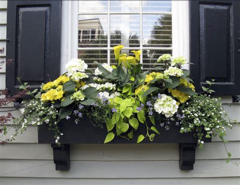 Maybe you would like to learn more about one of these? Amazing window box with yellow flowers. Yellow calla ...