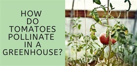 how do tomatoes pollinate in a greenhouse