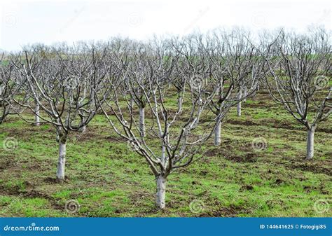 Trees In The Garden In The Spring Naked Fruit Trees Stock Image Image Of Fruits Foliage