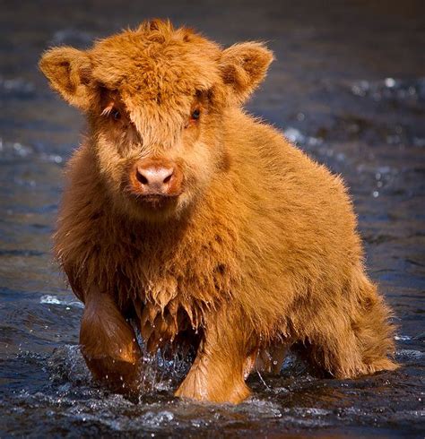 Pin By Liz Newburn On Fluffy Cows In 2021 Baby Highland Cow Cute