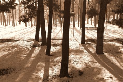 Wallpaper Tree Nature Winter Snow Path Woody Plant Shadow