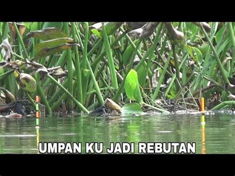 Umpan Jitu Ikan Nila Liar Campuran Lumut Youtube