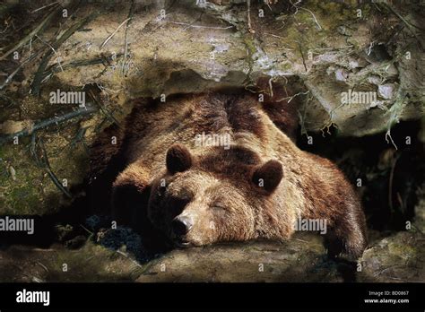 Sleeping bear den hi-res stock photography and images - Alamy