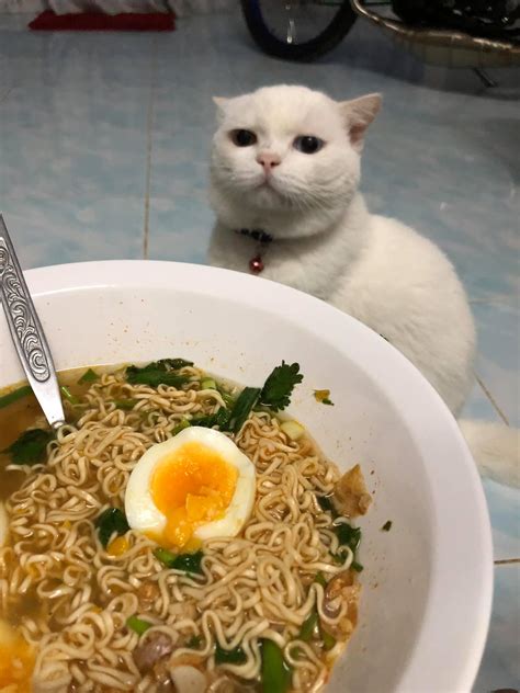 Find You A Person Who Looks At You The Way This Cat Looks At Food