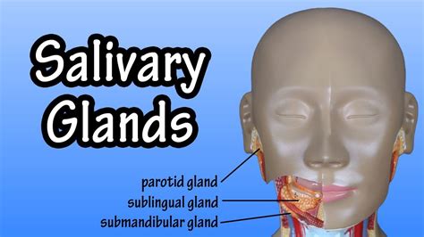 Functions Of The Salivary Glands Structure Of The Sal
