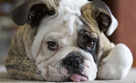 English Bulldogs Beloved For Their Typically Childlike Personalities