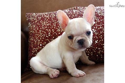 Before owning a french bulldog watch our videos & discover various french bulldog colors. French Bulldog puppy for sale near Fort Lauderdale ...