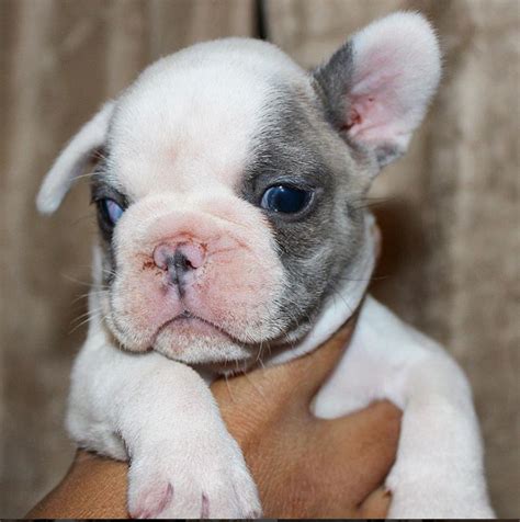 Pied frenchies have an eggshell/white colored coat with a couple of dark patches. French Bulldog Breeder | French Bulldogs | Blue French ...