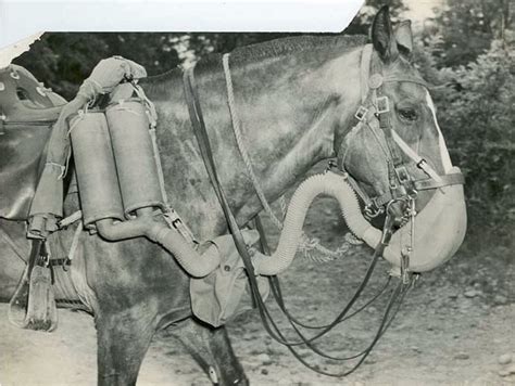 World War 1 Gas Mask Horse