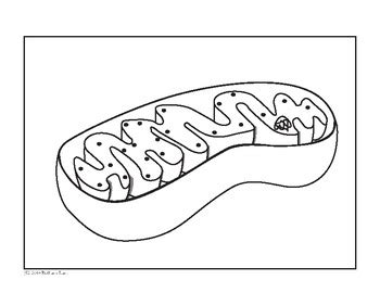 The outer membrane and the inner membrane are made of proteins and phospholipid layers. Mitochondria Cell Diagram Coloring Page and Reading Page | TpT