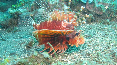 Check spelling or type a new query. Lion Fish - Bali, Indonesia | Fish pet, Pets, Animals