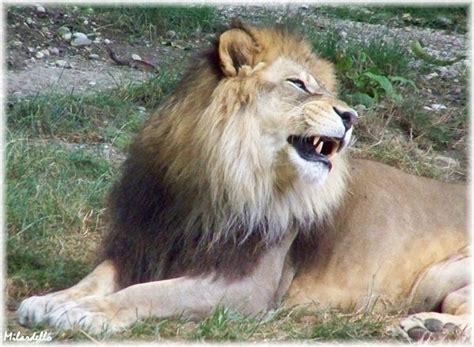 Le Lion De L Atlas Lyon - ANIMAUX ET PORTRAITS Alpha Bêtes & Humour - Blog photo et vidéo: Nature
