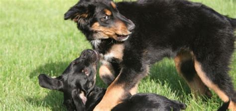 Ian dunbar recommends 100 people meet and have positive interactions with your puppy before he is 16 weeks old. Ask an Expert - Socializing a puppy | Modern Dog magazine