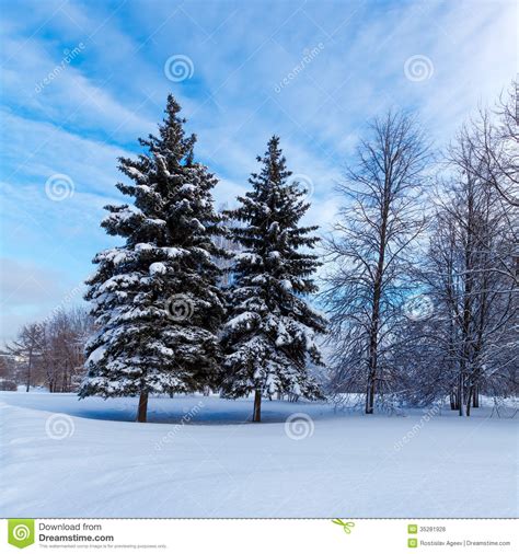 Snowy Two Pine Trees Royalty Free Stock Photos Image 35281928