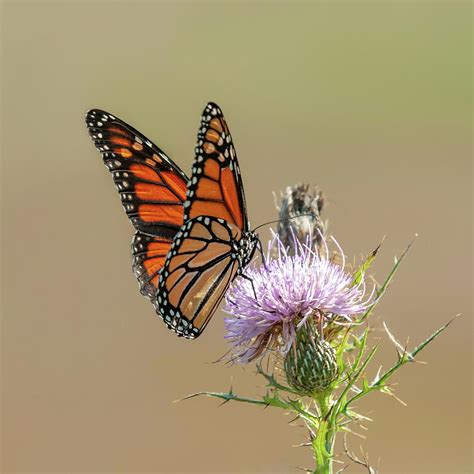 Monarch Butterfly On Thistle 3 Photograph By Lara Ellis Fine Art America