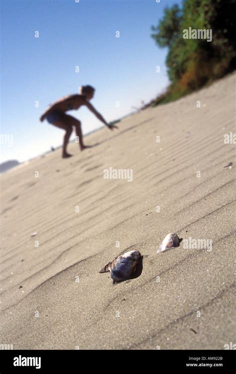 Girl Picking Up Shell On Beach Stock Photo Alamy