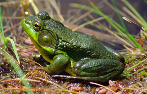 Amphibians Appropedia The Sustainability Wiki