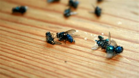 How Do I Get Rid Of Phorid Flies Ant Pest Control