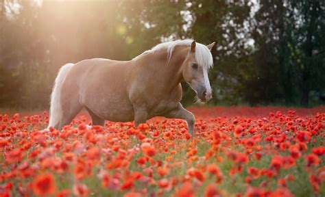Animals Horse Flowers Field Poppies Wallpapers Hd Desktop And