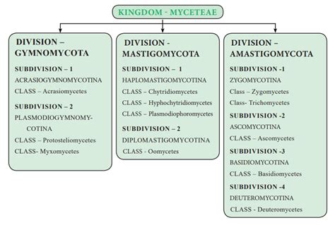 Classification Of Fungi